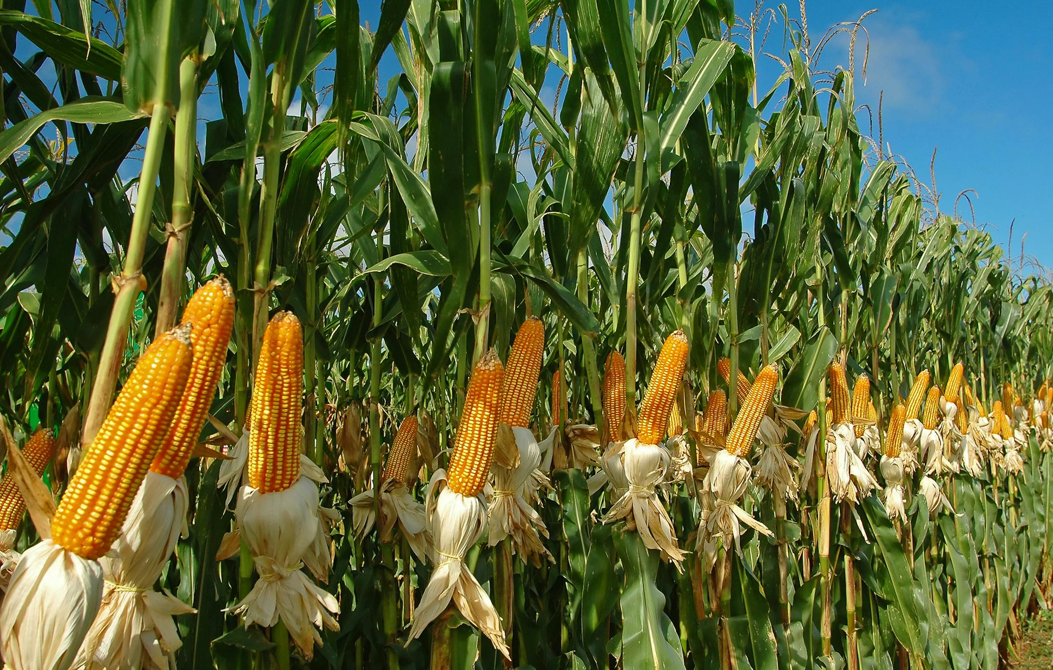 Enogen corn looks no different from other varieties, but is engineered with a genetic trait to express a key enzyeme into the corn kernel. The enzeme, alpha amalyze, breaks down starch in ethanol production. It allows ethanol plants to avoid purchasing enzyemes, and offers various efficiencies that ethanol makers say reduce energy and water use while boosting output. ORG XMIT: 53616c7465645f5f7f7ae219df98e2150bbe9a1c944a3c31f0f6727c9d262e0a12f81a22c6344692