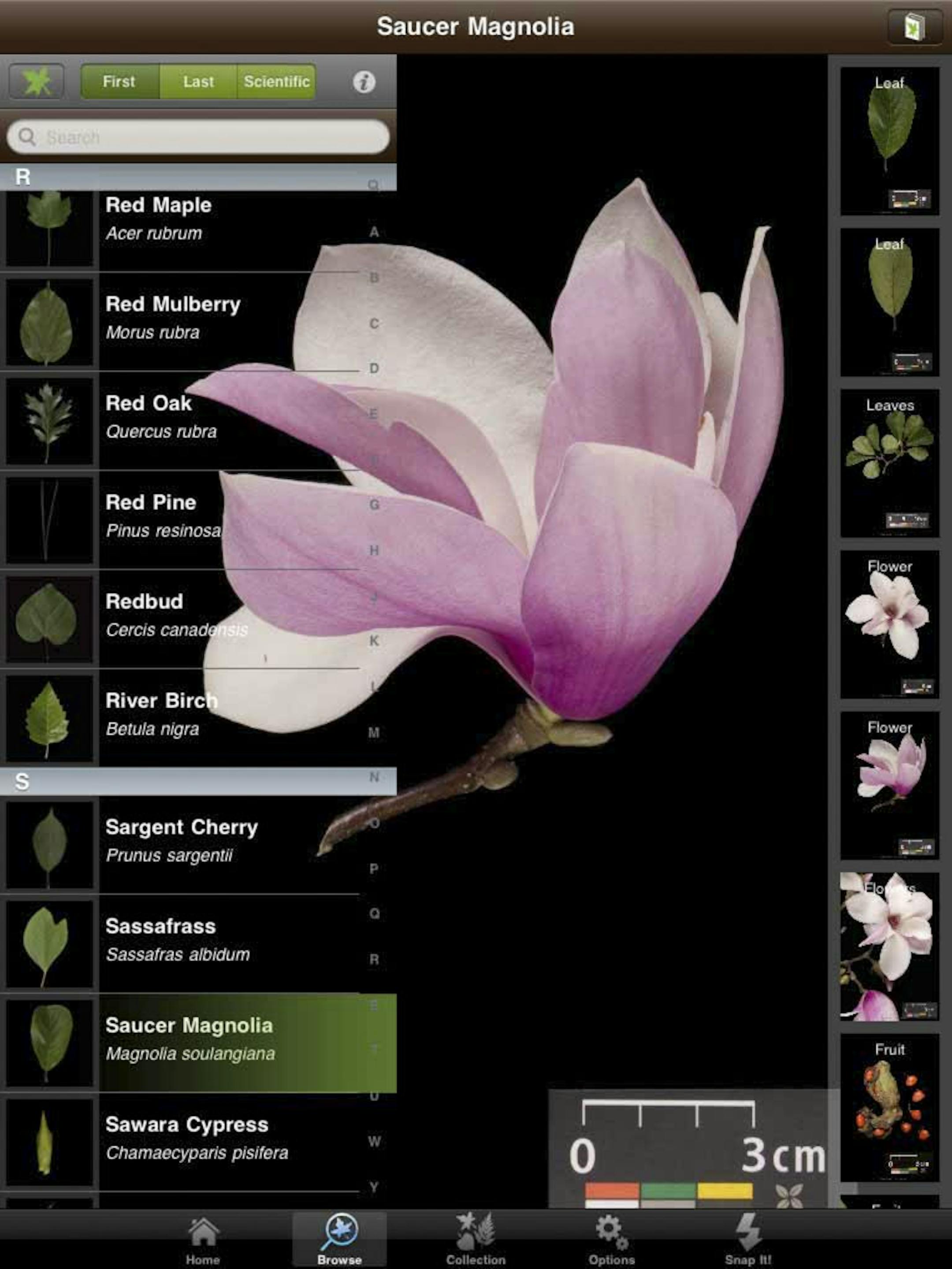 In an undated handout photo, a screenshot of the Leafsnap app for mobile devices. An increasing number of gardening apps now available for mobile devices are helping gardeners with tasks like designing plots and choosing crops, and perhaps improving yields. (Handout via The New York Times) -- NO SALES; FOR EDITORIAL USE ONLY WITH STORY SLUGGED GARDEN APPS BY KATE MURPHY. ALL OTHER USE PROHIBITED. --