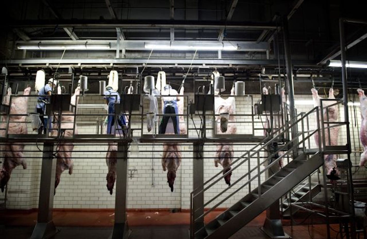 After being killed, cattle at the Cargill beef plant in Fort Morgan, Colorado have hides removed in multiple small operations all designed to avoid e coli contamination. Workers sterilize their tools between each carcass also to avoid contamination. This plant can process 4500 animals each day, 6 days a week.