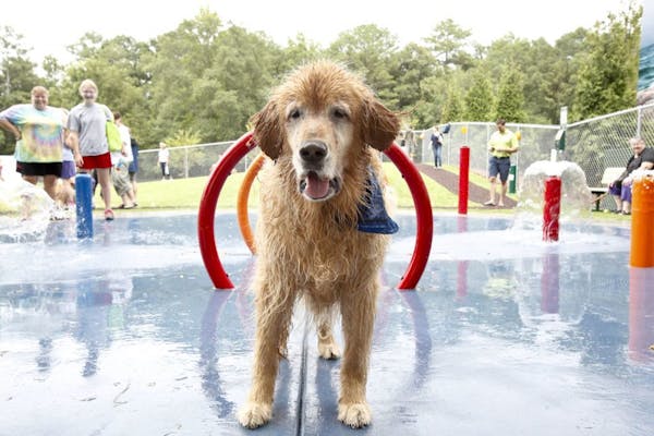2012 photo: A dog in the custom-designed splash pads in a $500,000 Beneful Dream Dog Park renovation unveiled last summer in Alabaster, Ala.