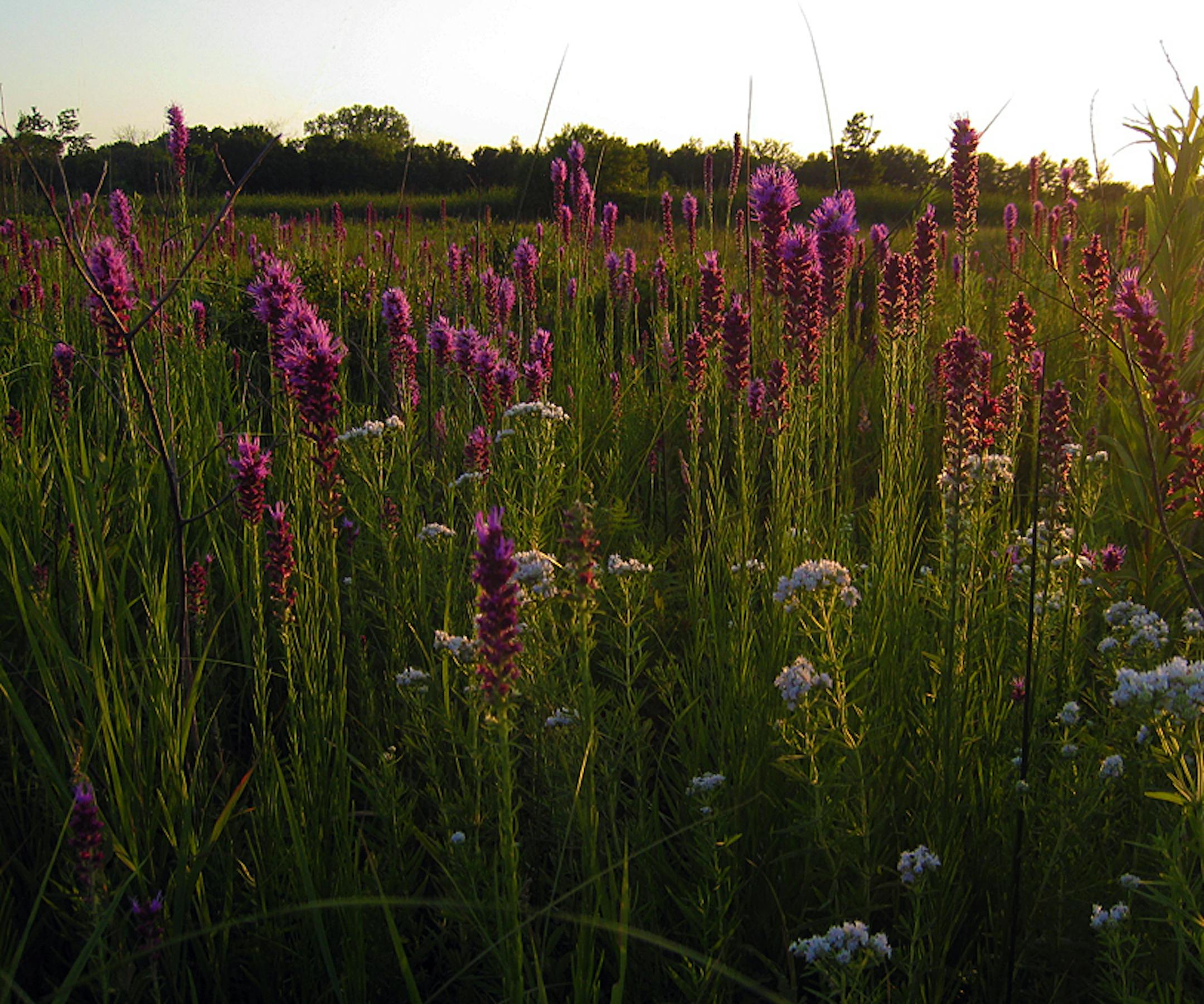 Department of Natural Resources The Minnesota Department of Natural Resources will dedicate a 63-acre Scientific and Natural Area in Blaine on Thursday (see item at left).