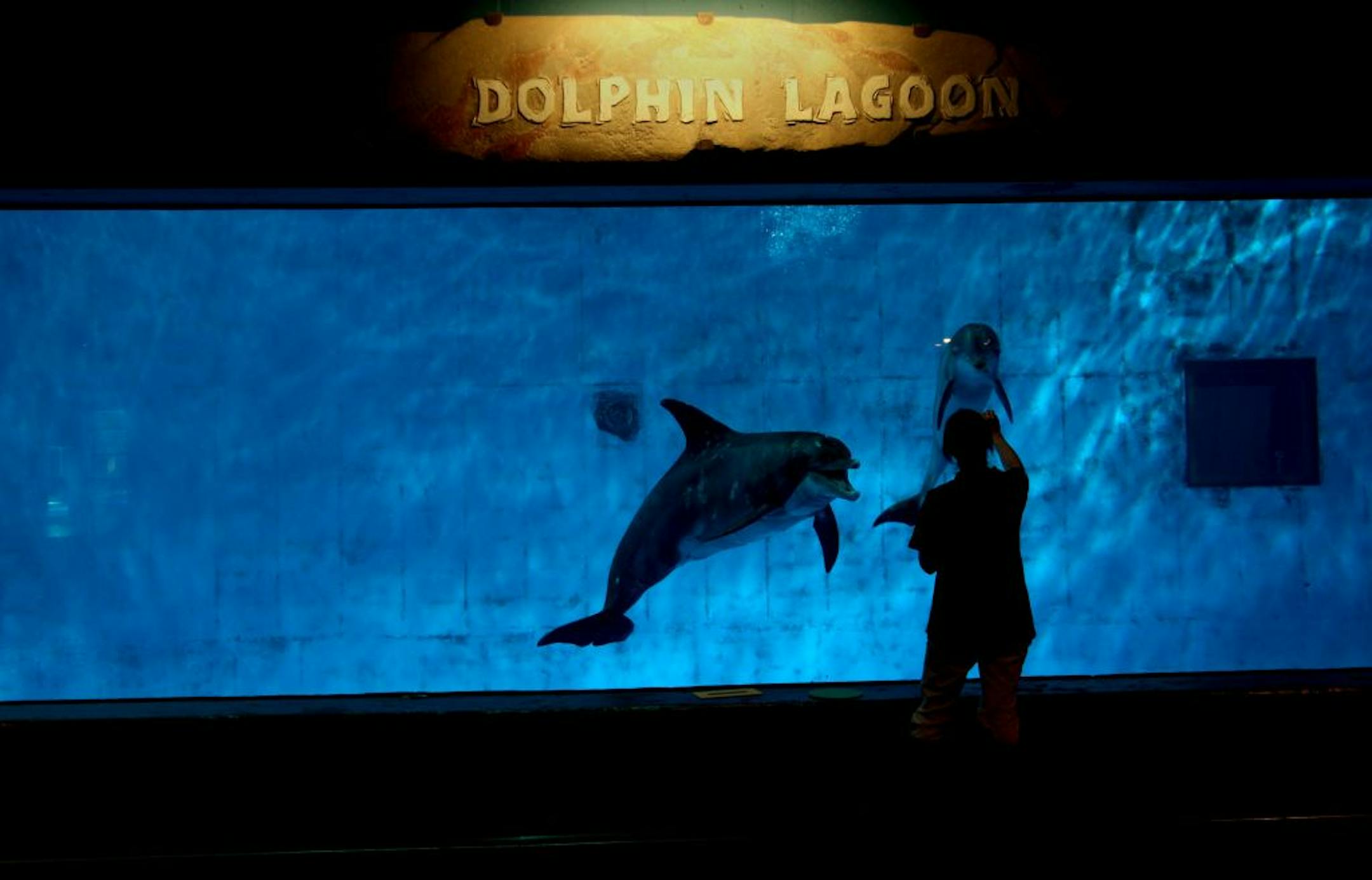 Marine Mammal Trainer Robyn Sigmund trained the Zoo's dolphins Semo, left, and baby Taijah at the Minnesota Zoo, Tuesday, January 17, 2012. Governor Mark Dayton released his bonding proposal for the 2012 legislative session which includes funds to restore the Marine area of the zoo. (ELIZABETH FLORES/STAR TRIBUNE) ELIZABETH FLORES � eflores@startribune.com