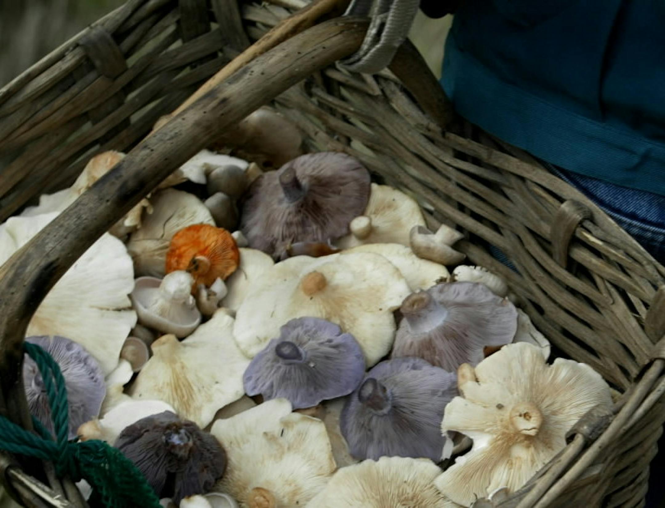 Wild mushrooms will be on the menu at the Wild Food Fandango event June 4 in Minneapolis.