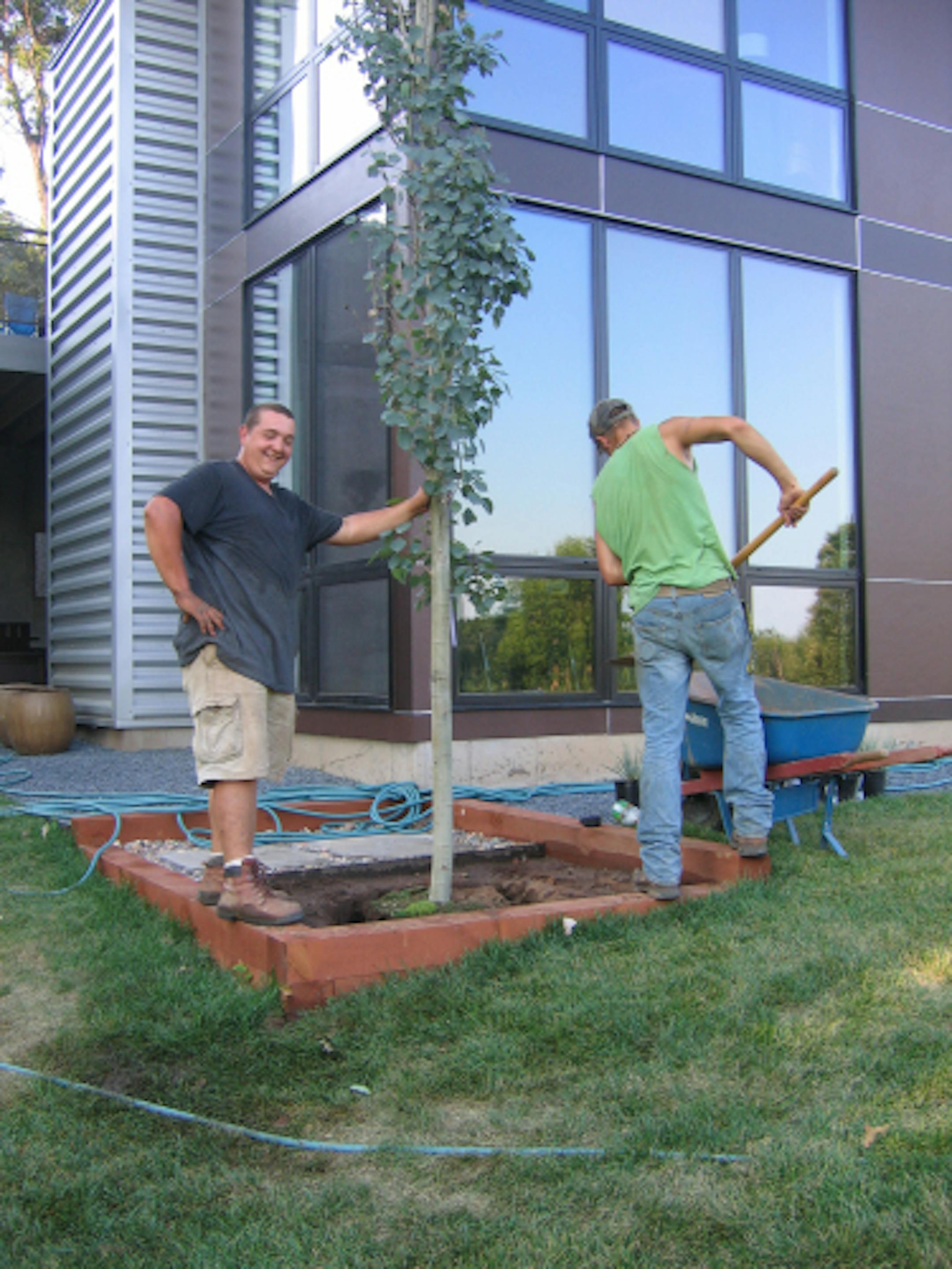 We opted to plant a Swedish columnar aspen because its shape provides the height we need to tie the landscaping and the house together