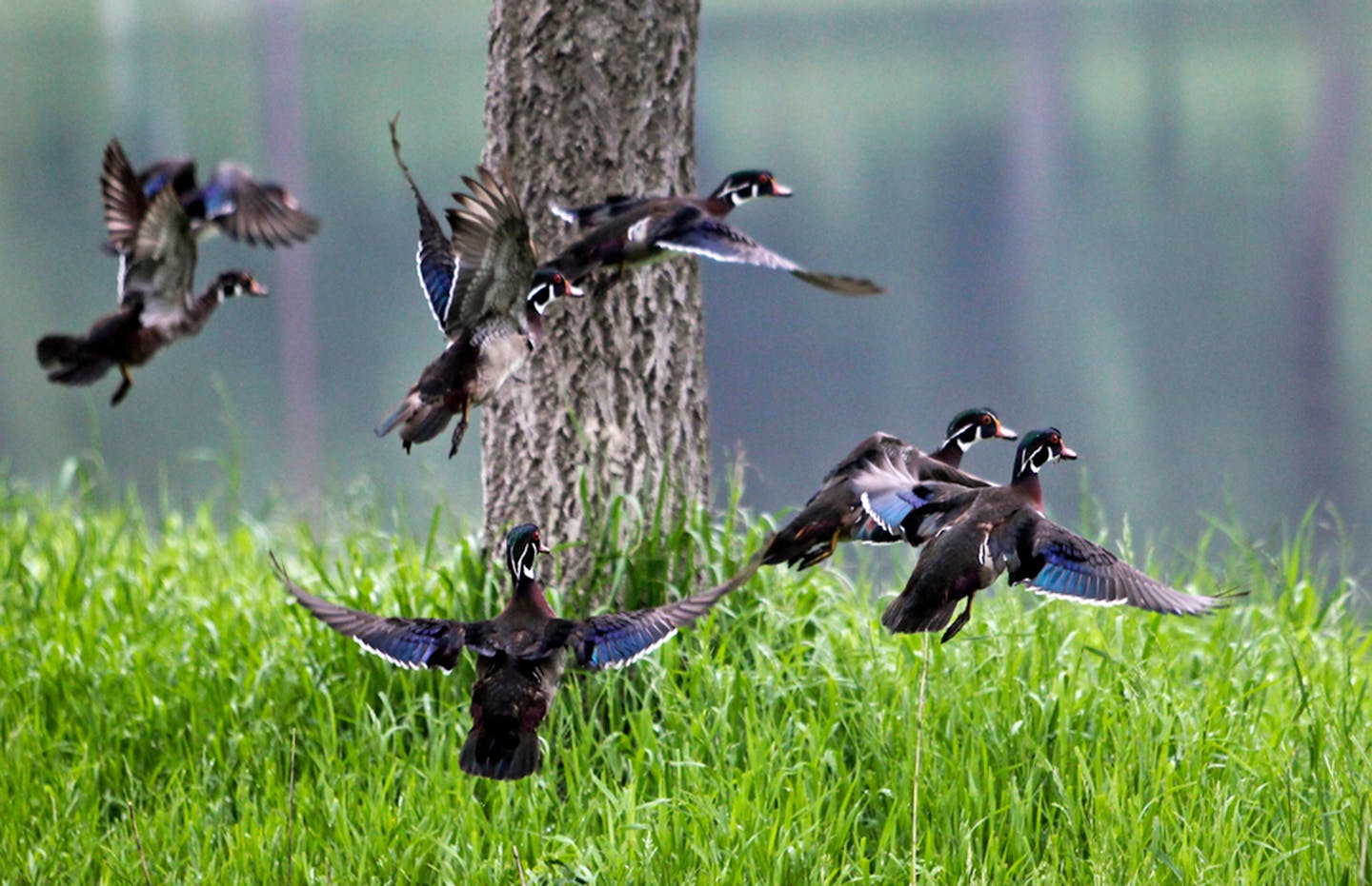 Wood ducks