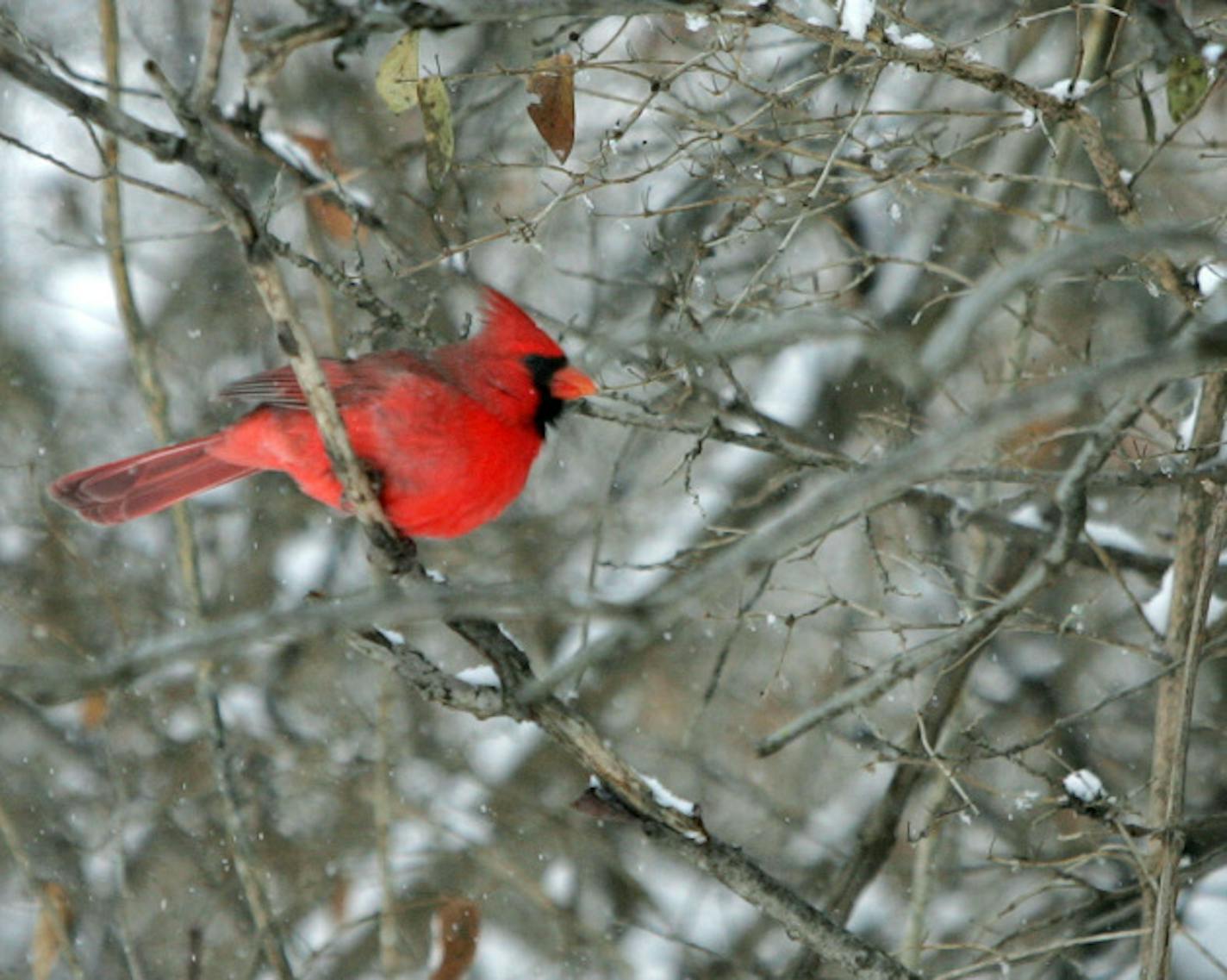 JENNIFER SIMONSON • jsimonson@startribune.com Victoria, MN-Dec. 20, 2008  The National Audubon Society invites families to join in a Citizen Science program, the 109th bird census. The Christmas Bird Count - conducted nationwide between December 14 and January 5 - allows conservation researchers to track the long-term health of bird populations. Families can meet other local volunteers, hone birding skills, and take part in a seasonal tradition.  IN THIS PHOTO:] Many of the groups participating in the Audubon Society's Christmas Bird Count at Carver Park Reserve saw cardinals, such as these two photographed near feeders at the Lowry Nature Center.