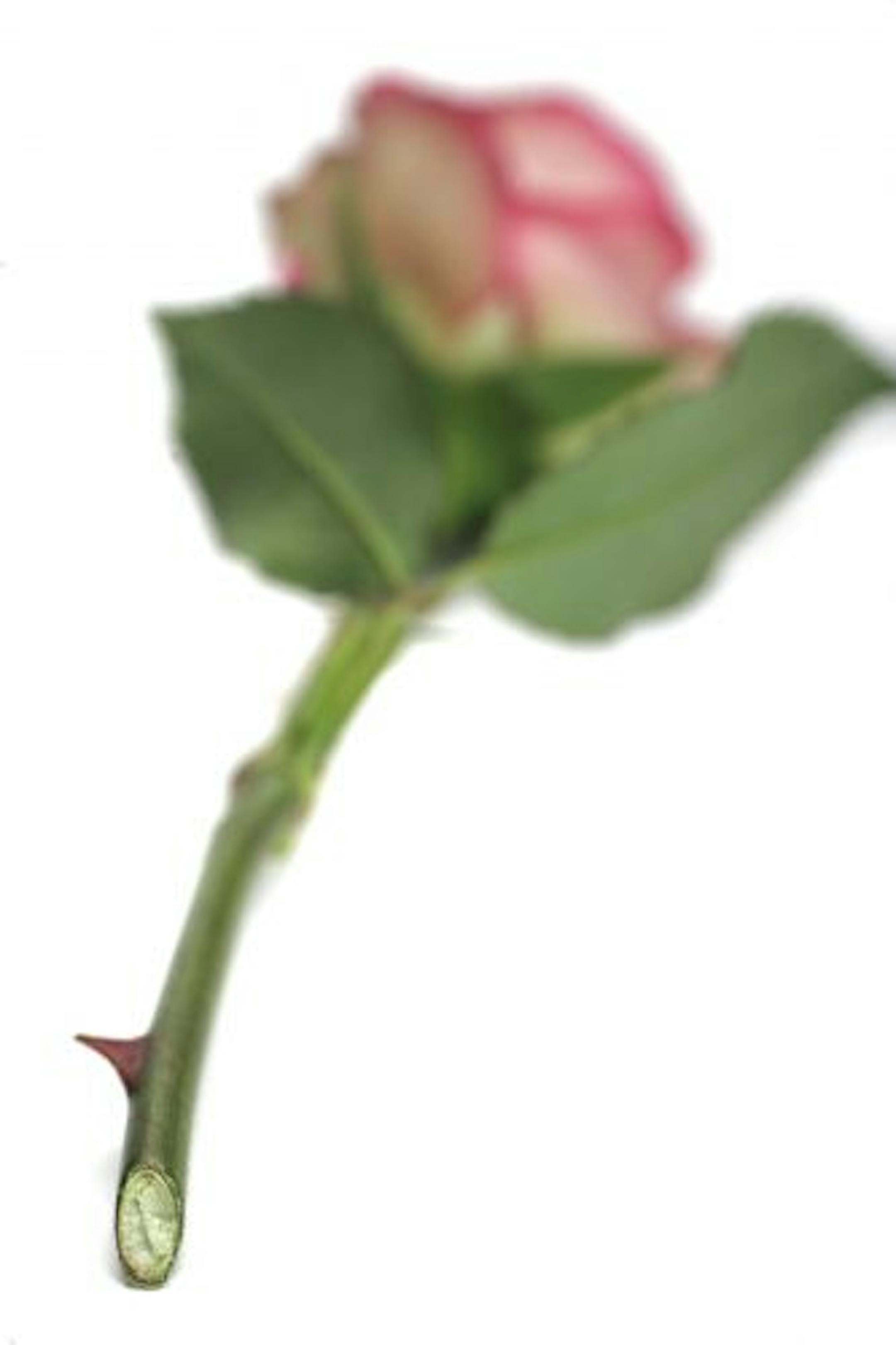 Roses tend to produce roots quickly, so they're a great plant to practice stem propagation on.