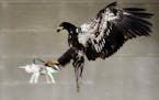 In this image released by the Dutch Police Tuesday Feb. 2, 2016, a trained eagle puts its claws into a flying drone. Police are working with a The Hag