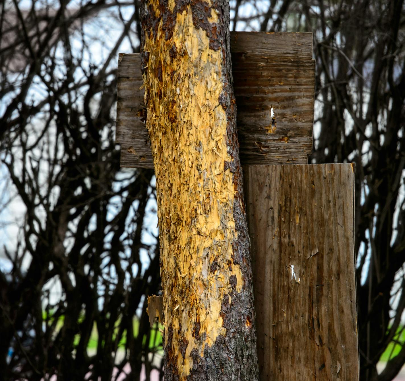 The Waseca home of John Ladue including a tree where neighbors watched him throw knoves and axes at a pine tree. 17-year-old arrested in plot to kill family and massacre students at Waseca school. ] Thursday, May 1, 2014 GLEN STUBBE * gstubbe@startribune.com