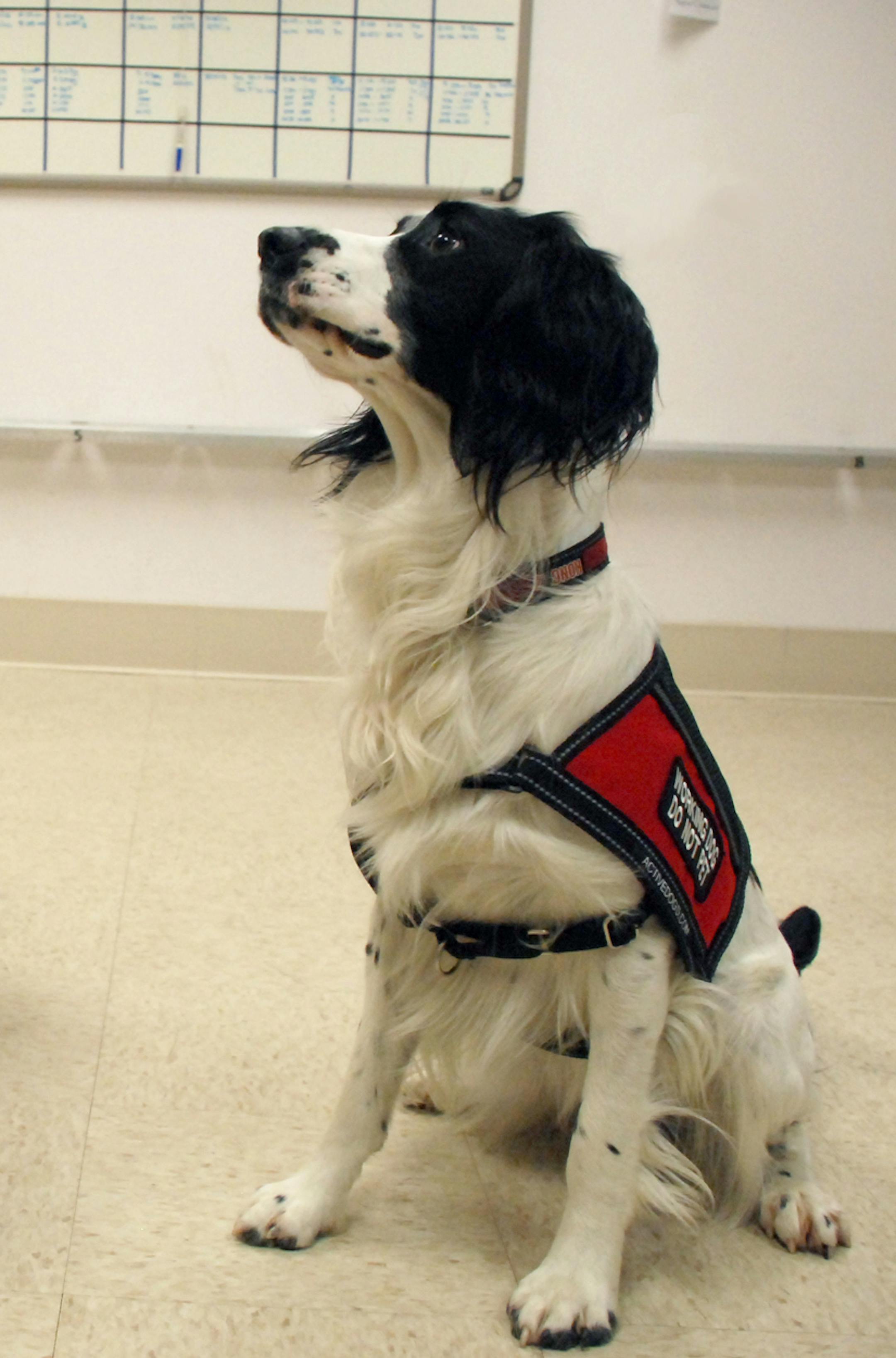 Cancer detection dog McBaine is trained to sniff out the odorants that indicate a woman has ovarian cancer, a disease that has no effective test for early detection. The dog is shown this month at the University of Pennsylvania Veterinary School. Illustrates CANCER-DOGS (category a) by Angela Zimm © 2014, Bloomberg News. Moved Saturday, May 24, 2014. (MUST CREDIT: University of Pennsylvania Veterinary School).