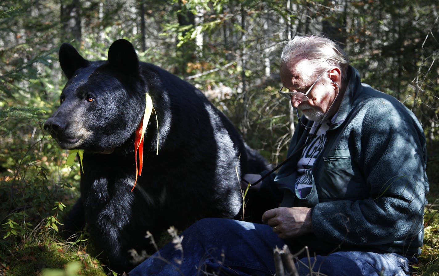 Oct. 4, 2010: Lynn Rogers with Brave Heart, one of the collared black bears in his study.