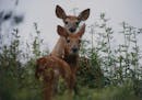 deer // The click of a camera's shutter interrupted a morning reverie by a pair of fawns Monday June 22, 1992, in a field near Afton (Minnesota). Whit