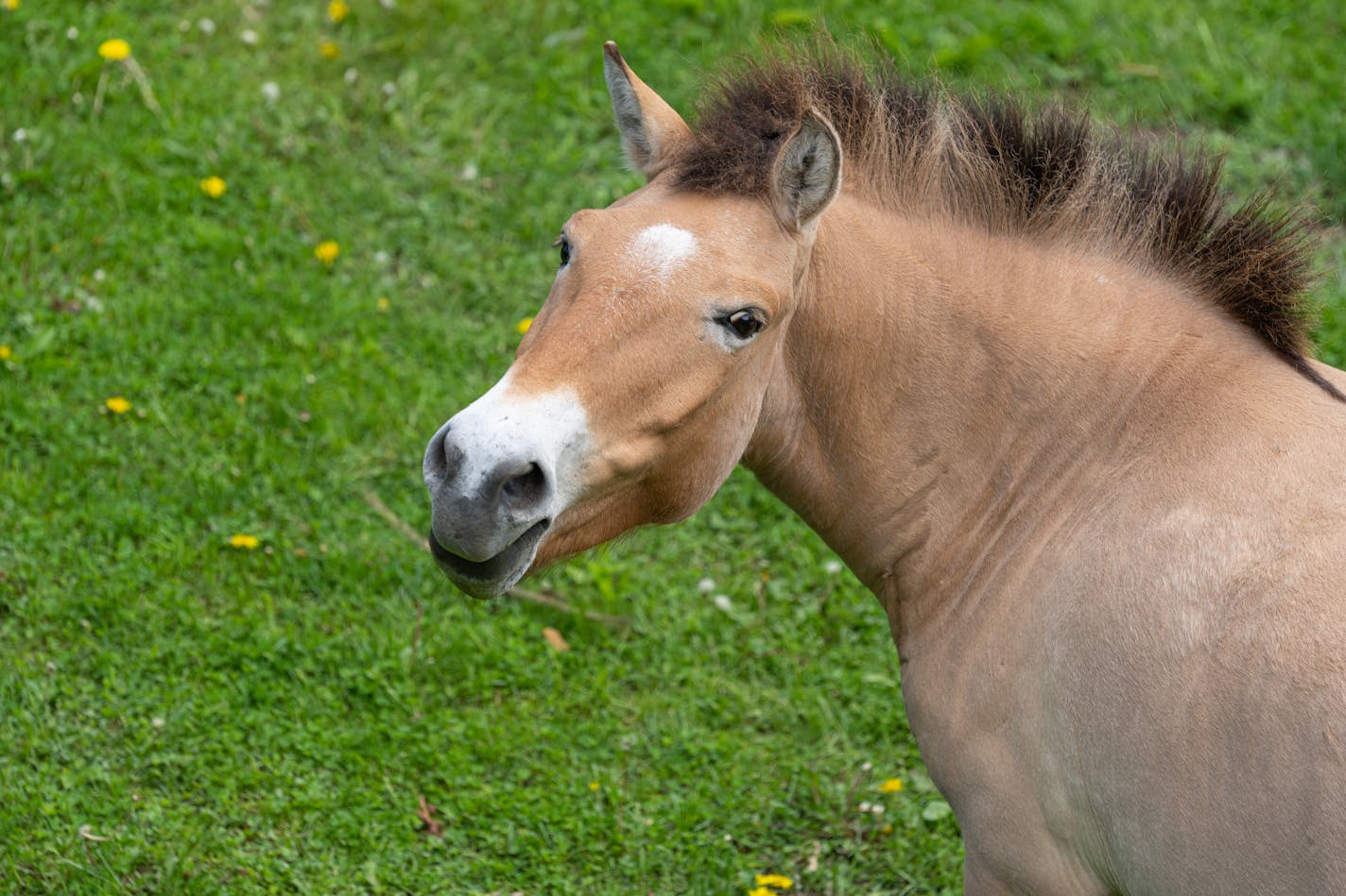 Loretta, one of the five permanent Asian wild horses on display at the Minnesota Zoo, grazed in her enclosure, Tuesday, May 31, 2022, Apple Valley, Minn. Another group of Asian wild horses at the zoo was supposed to return to Russia but has been delayed. ] GLEN STUBBE • glen.stubbe@startribune.com