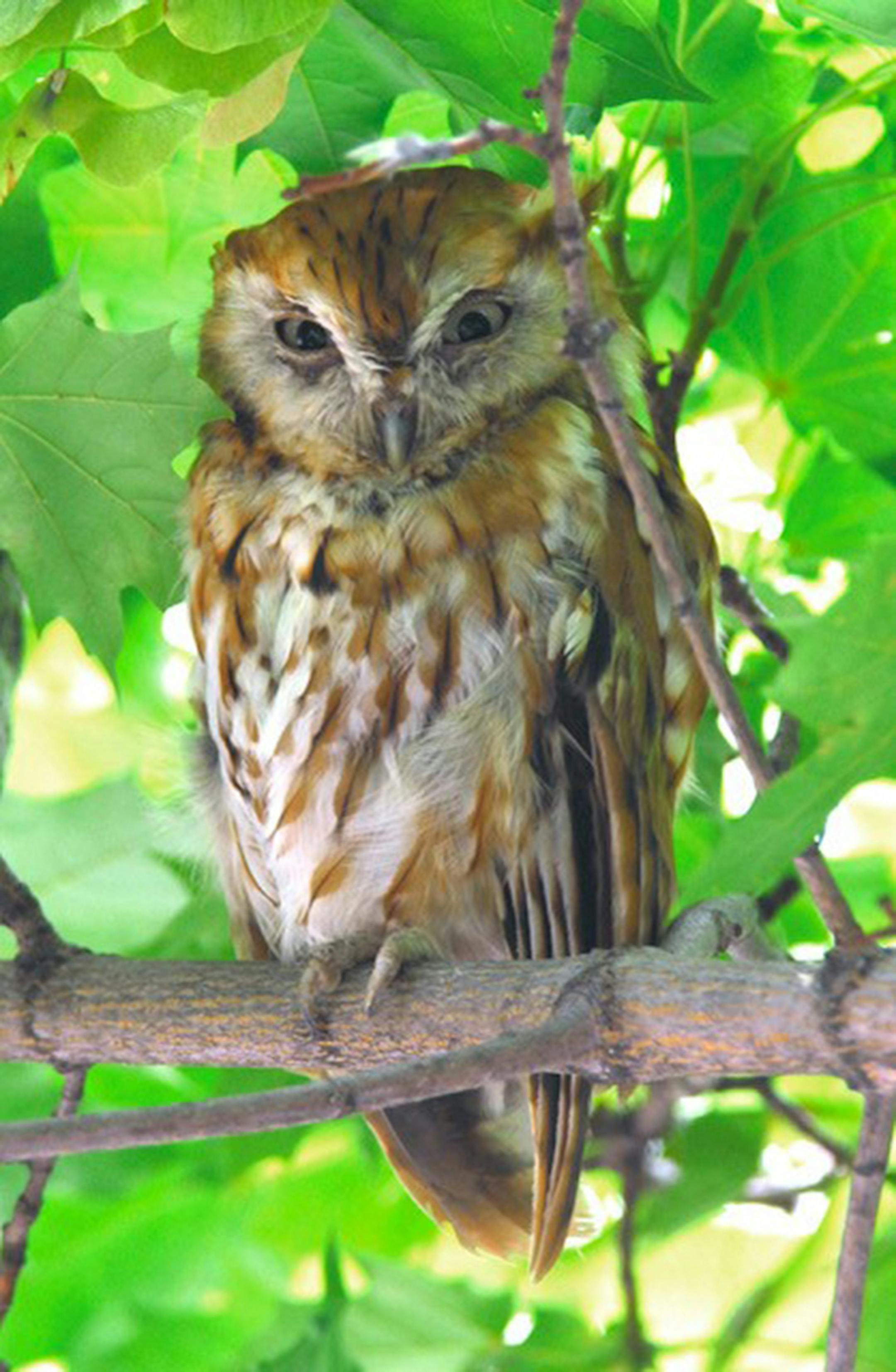 About one-third of screech owls are red, not gray.