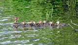 A mother duck on the water closely followed by a string of seven ducklings, two of which are a different species.