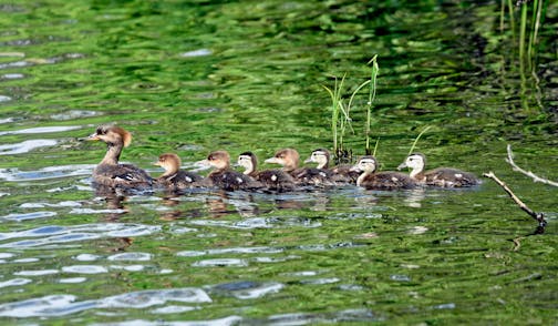 A mother duck on the water closely followed by a string of seven ducklings, two of which are a different species.