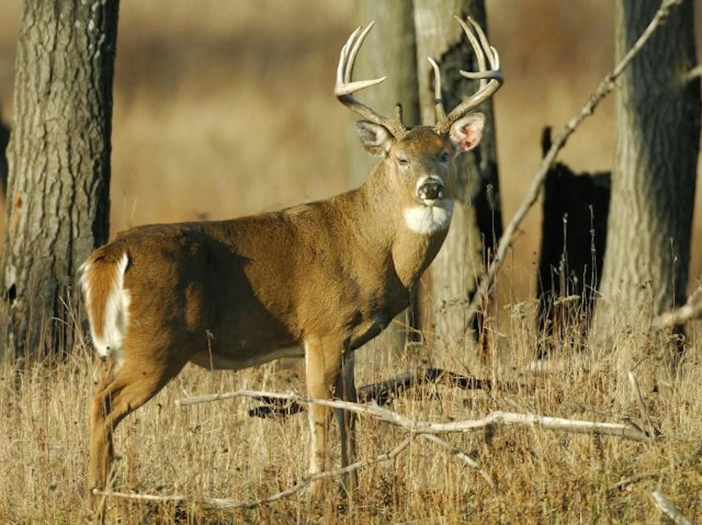 Efforts by the DNR to reduce deer densities in Minnesota might have been overly aggressive.