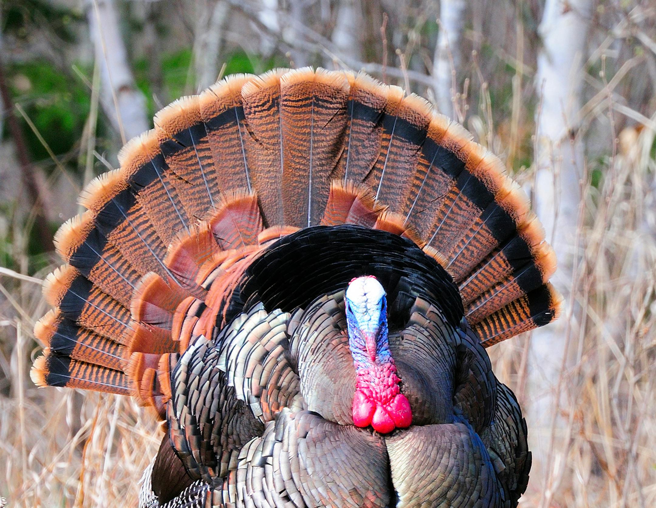 By planning ahead, Marchel was able to call this big gobbler into camera range in a location that offered pleasing light.