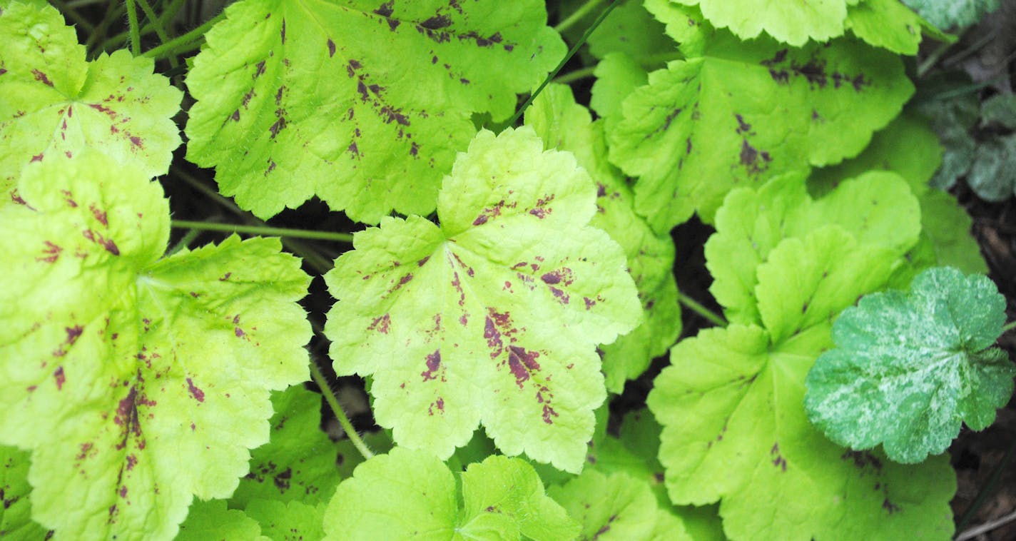 Heuchera