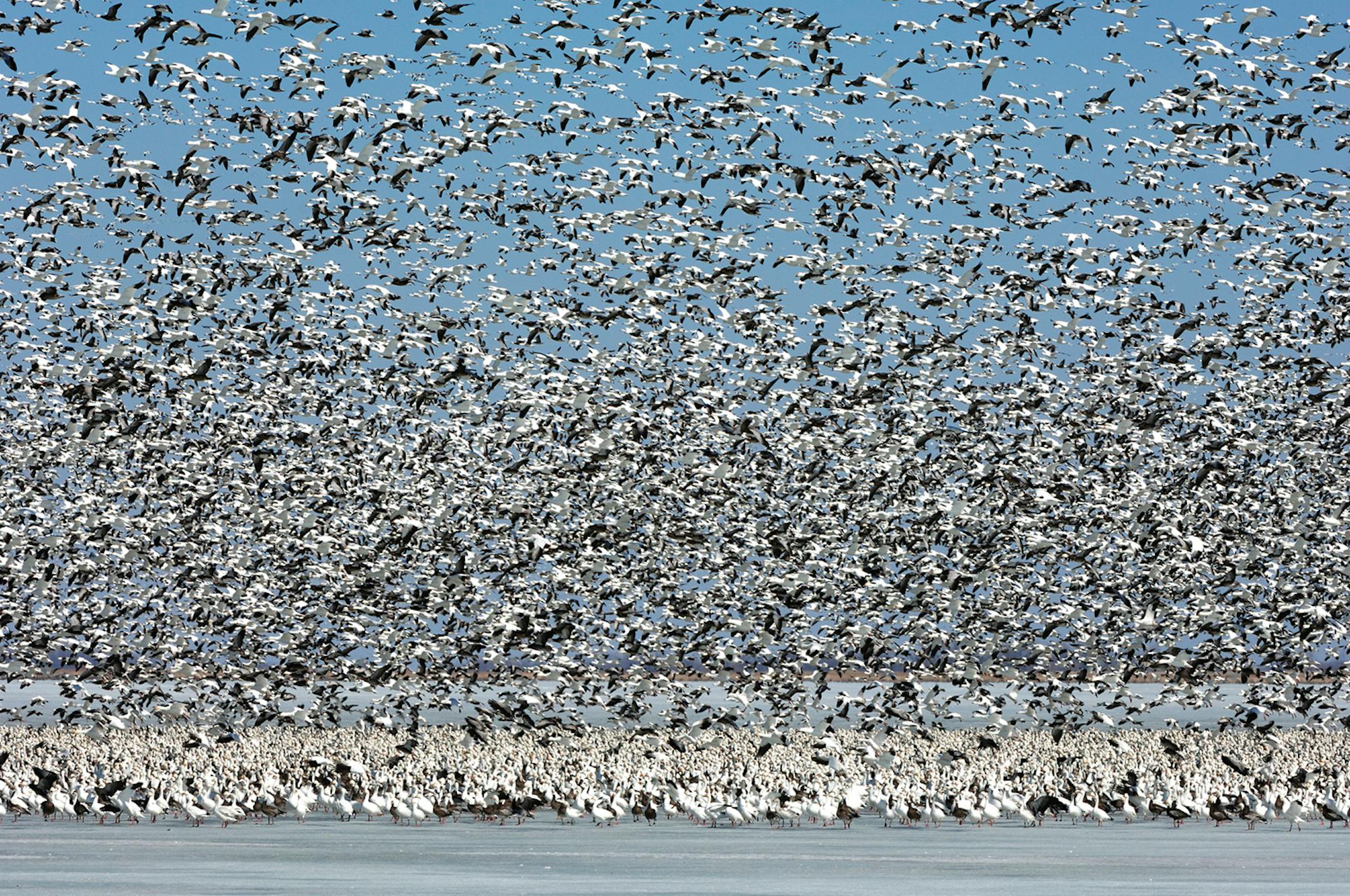 A huge flock of lesser snow geese takes flight from a frozen marsh. Snow geese typically gather in giant flocks duriing spring migration. The sight and sound of a flock rising is one of nature's most spectacular events.