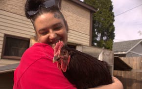 Miranda Meyer poses with her rooster Jimothy Dean Scrambles. Meyer is a St. Paul resident fighting against chicken permitting in the city.
