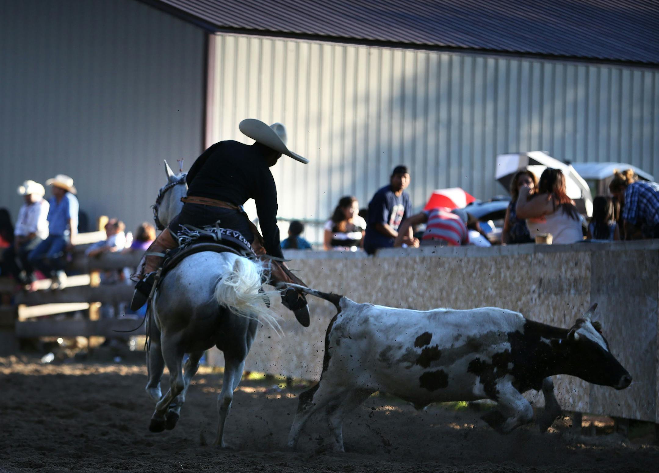 The rider tried to keep hold of the steer’s tail during a steer-tailing competition at a birthday party in Andover. Next-door neighbors want event stopped.