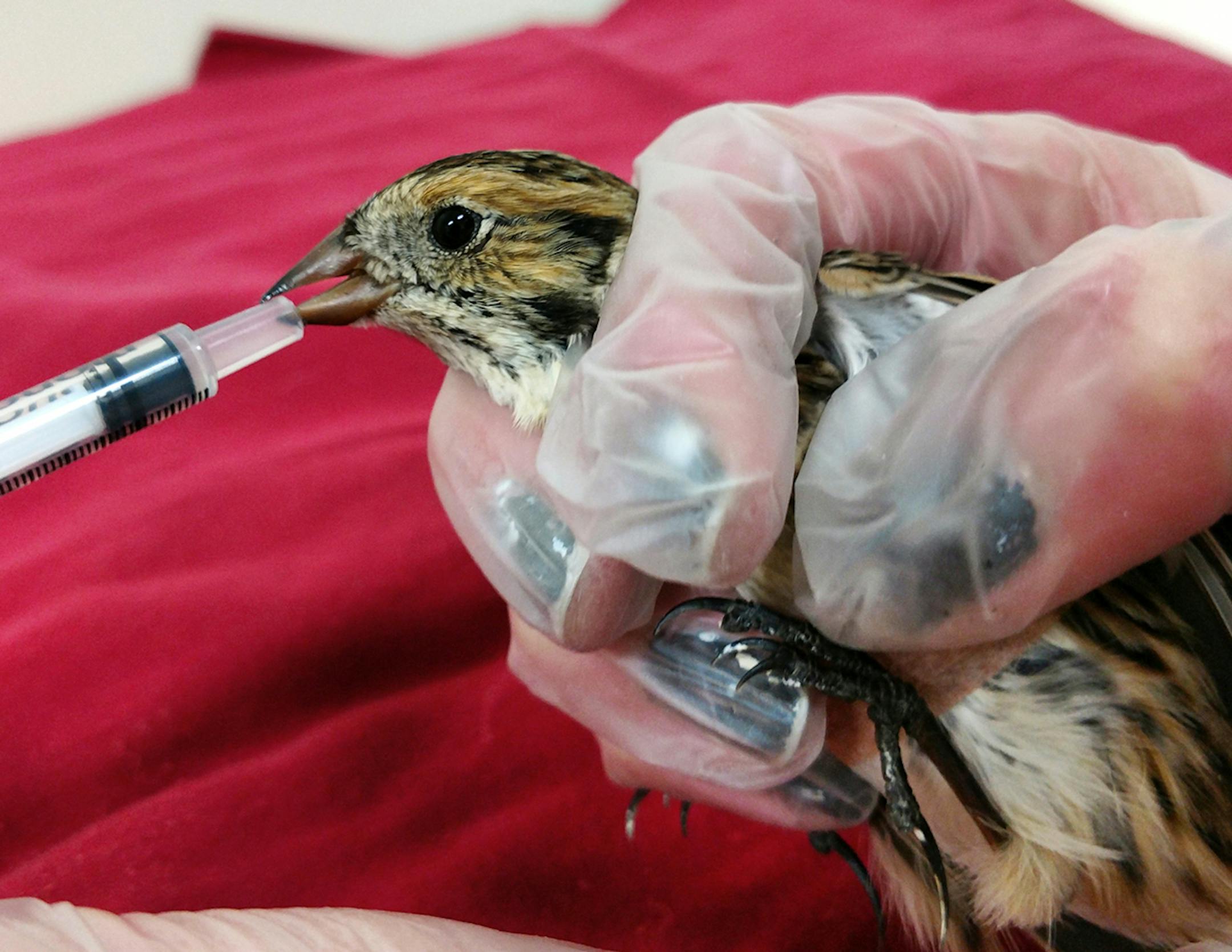 The longspur was treated at the Wildlife Rehabilitation Center in Roseville. (Photo by rehab staff.)