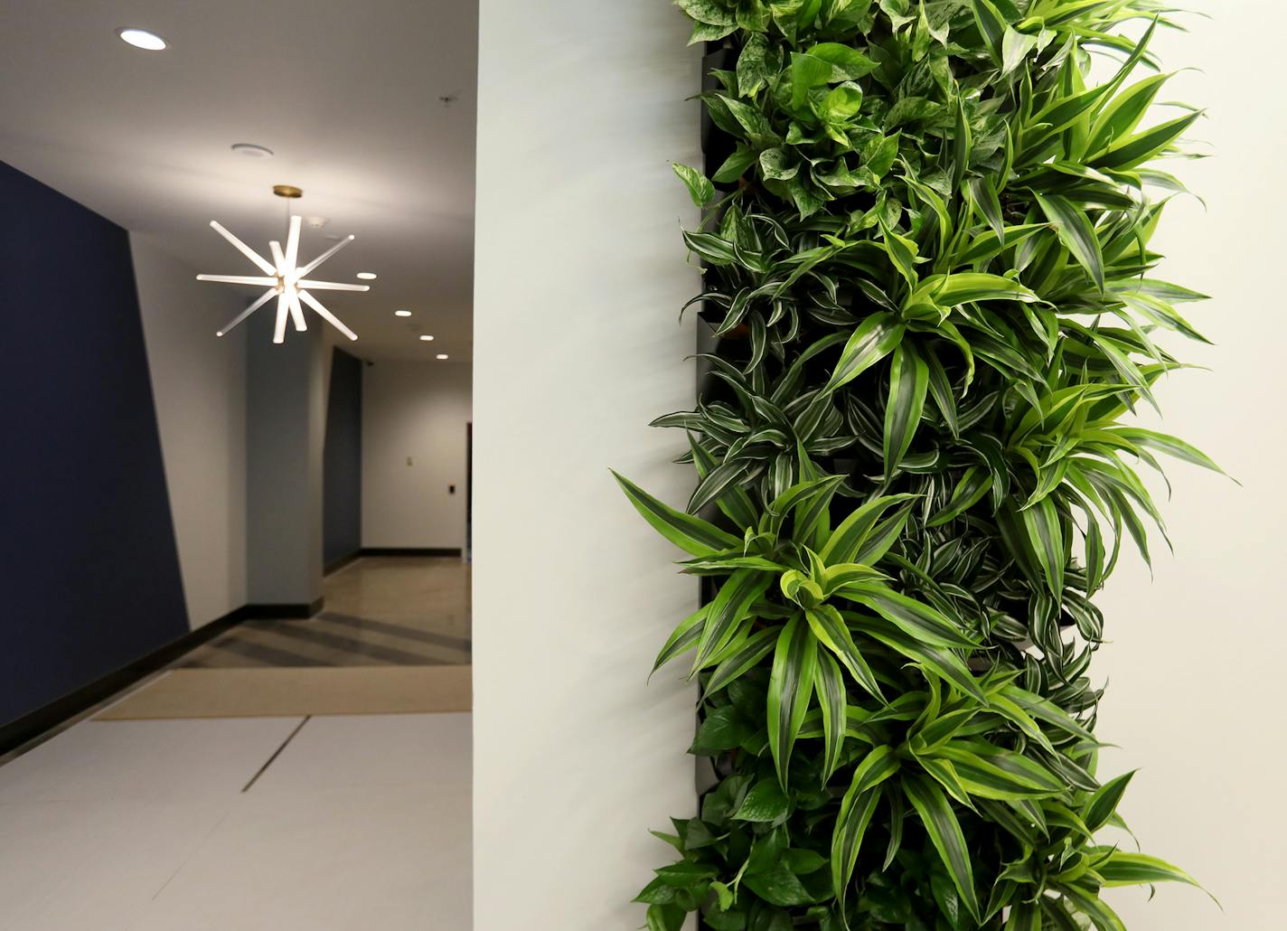 A biophilia or green wall of living plants on the main floor of the 428 Building, once the old Woolworth's store, seen Wednesday, Aug. 15, 2018, in St. Paul, MN.] DAVID JOLES &#xef; david.joles@startribune.com Tour of the 428 Building, including the Wellworth co-working space that is close to opening in the former Woolworth's store in downtown St. Paul.**Patricia Wolf, Jamie Rissi, cq