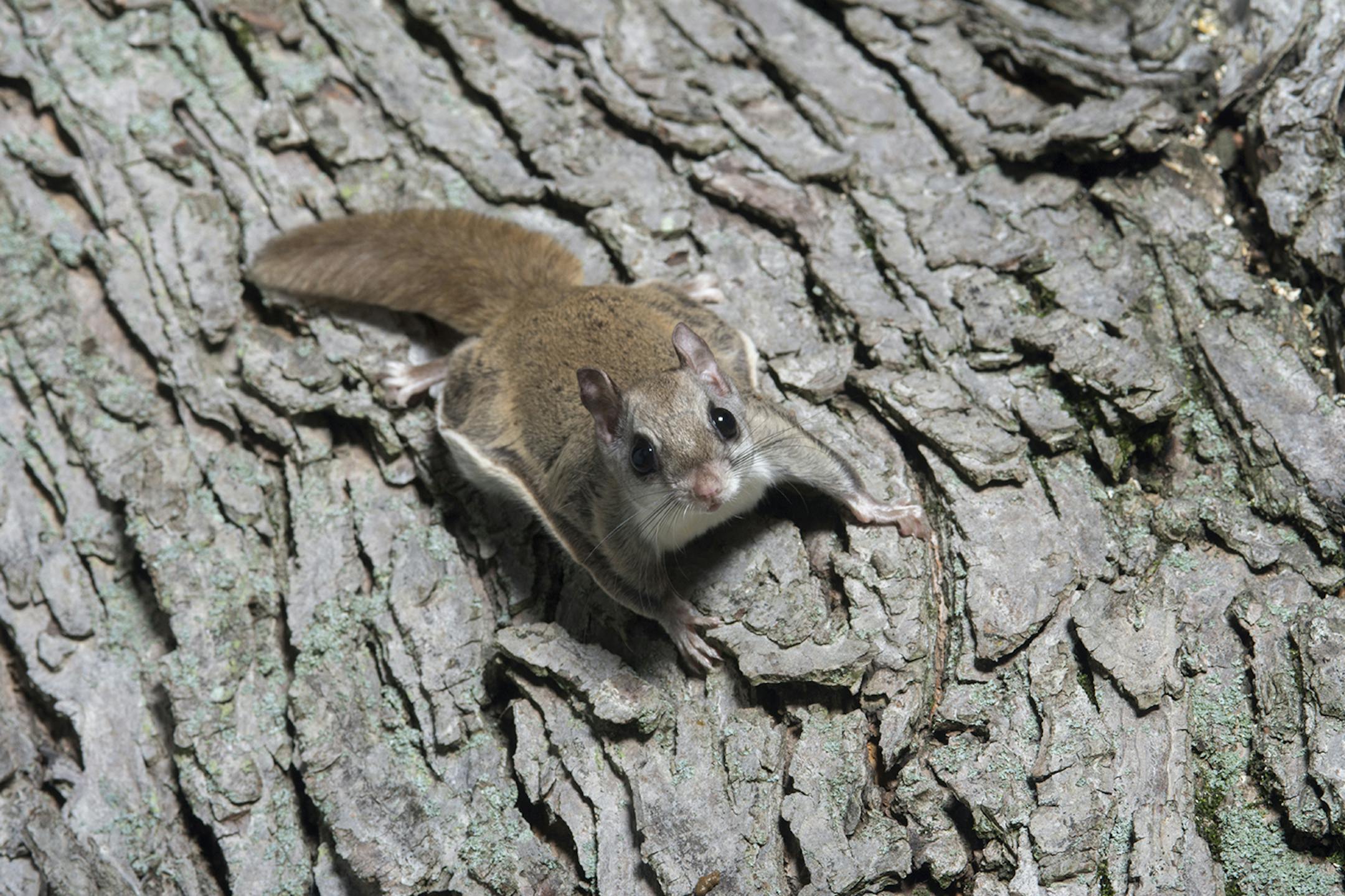 A flying squirrel clings to the side of a tree near a corn feeder on a summer night in eastern Illinois