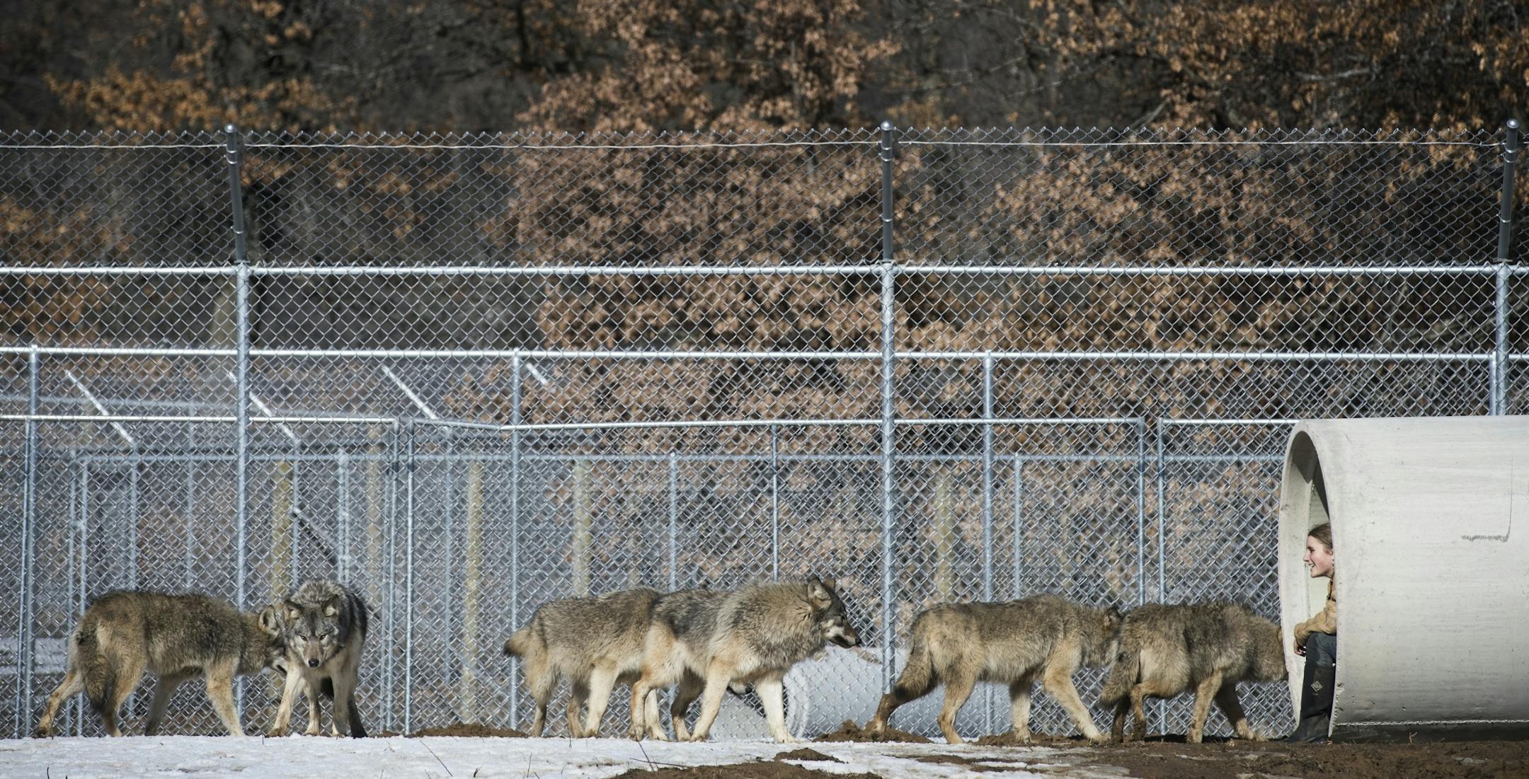 Megan Callahan-Beckel, 17, daughter of the executive director of the Center, plays with the wolves in their new habitat in Linwood.