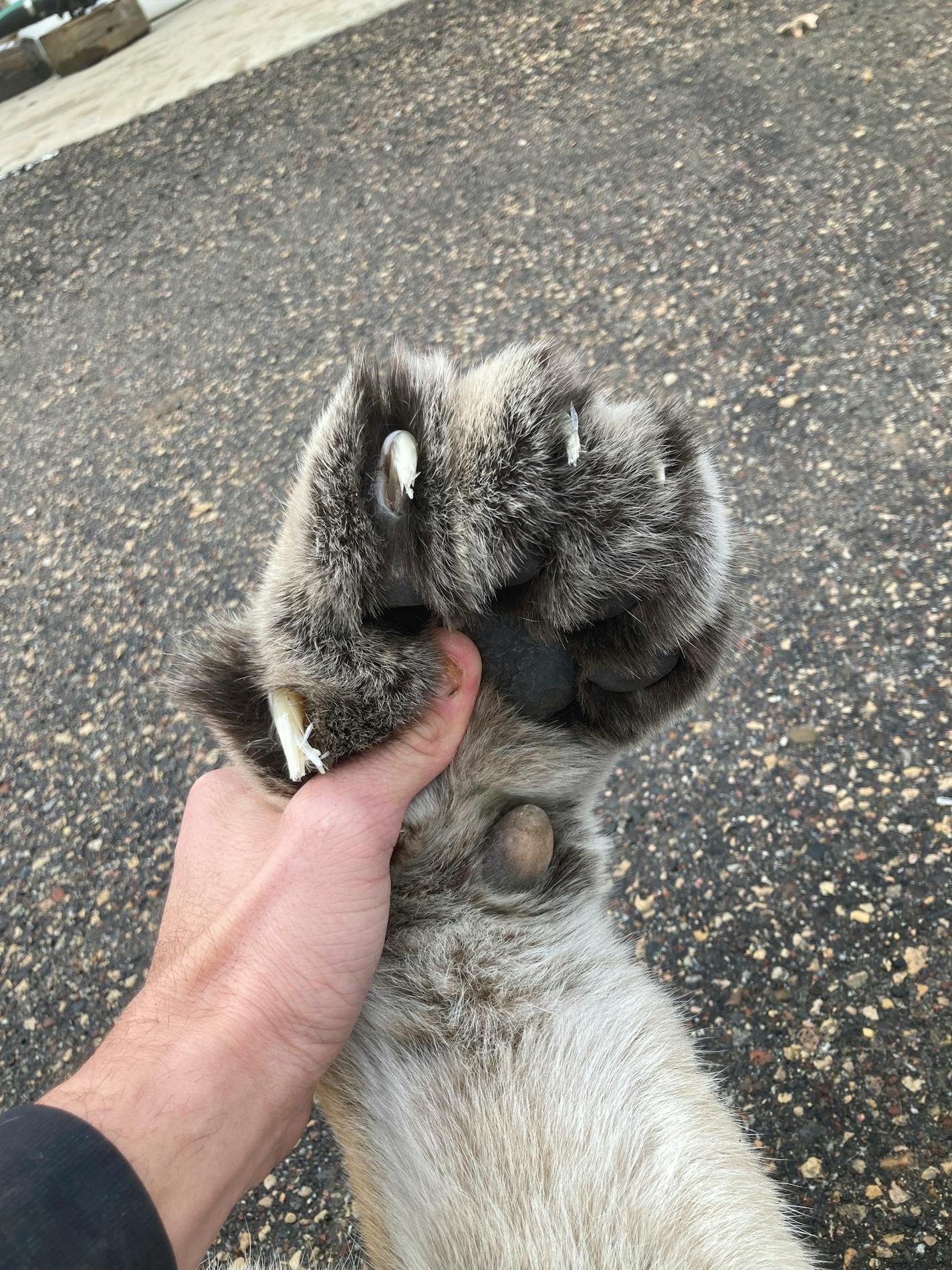 This photo provided by Minnesota Department of Natural Resources. shows the paw of a cougar that was struck and killed on an interstate highway, Wednesday, Dec. 6, 2023 on Interstate 394 in Golden Valley, Minn. A Minnesota wildlife official says that the cougar that was struck and killed in suburban Minneapolis was more than likely the same animal captured on home security video sauntering across a driveway earlier this week.(Minnesota Department of Natural Resources via AP)