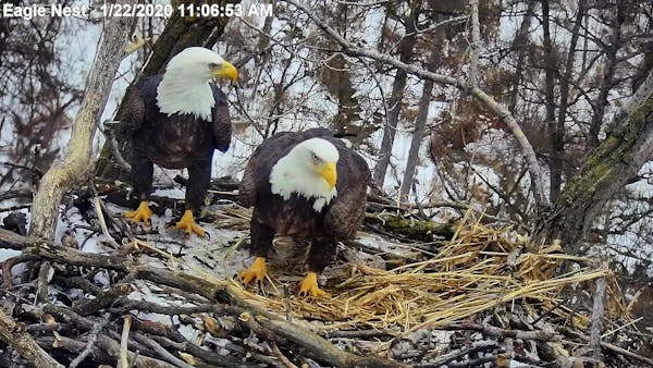 "Sid" and "Nancy," as they've been dubbed online, in a still from the EagleCam last month.