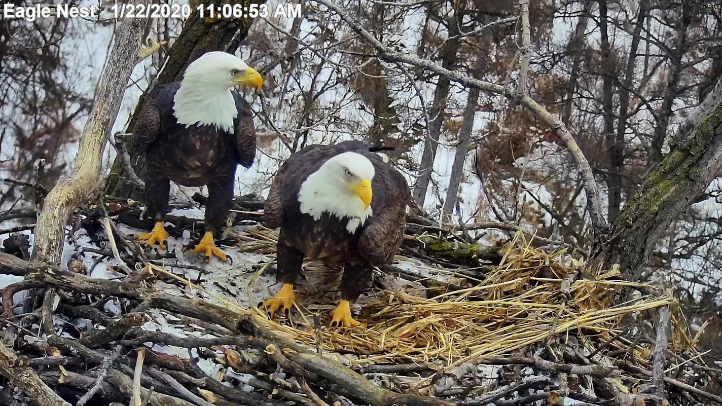 "Sid" and "Nancy," as they've been dubbed online, in a still from the EagleCam last month.