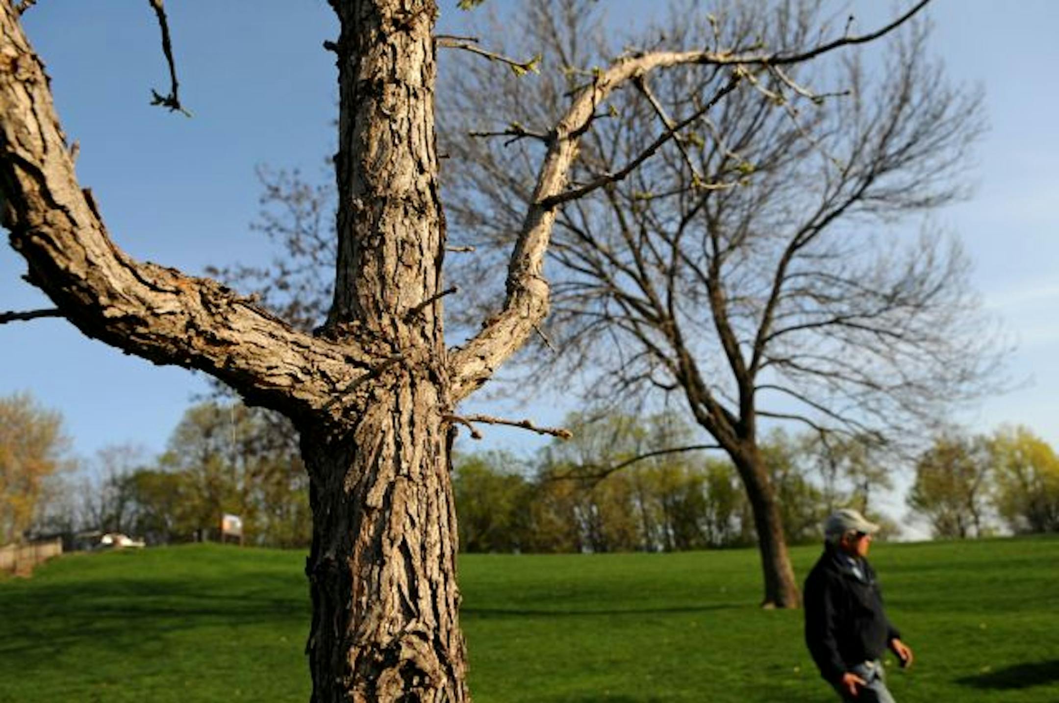 The Three Rivers Park District hopes to get ahead of the emerald ash borer by methodically cutting down trees every year. There is no way to prevent infestation.