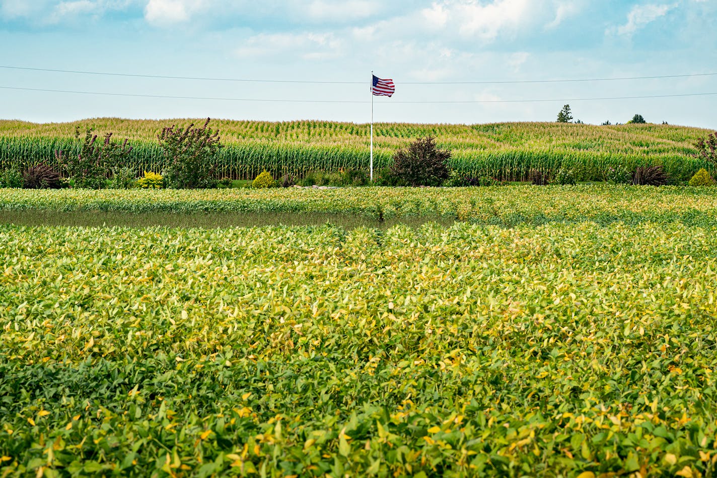 Soybeans and corn are edging closed to harvest, as green turns to gold. These fields are near the city of Nicollet in Nicollet County, Minn.