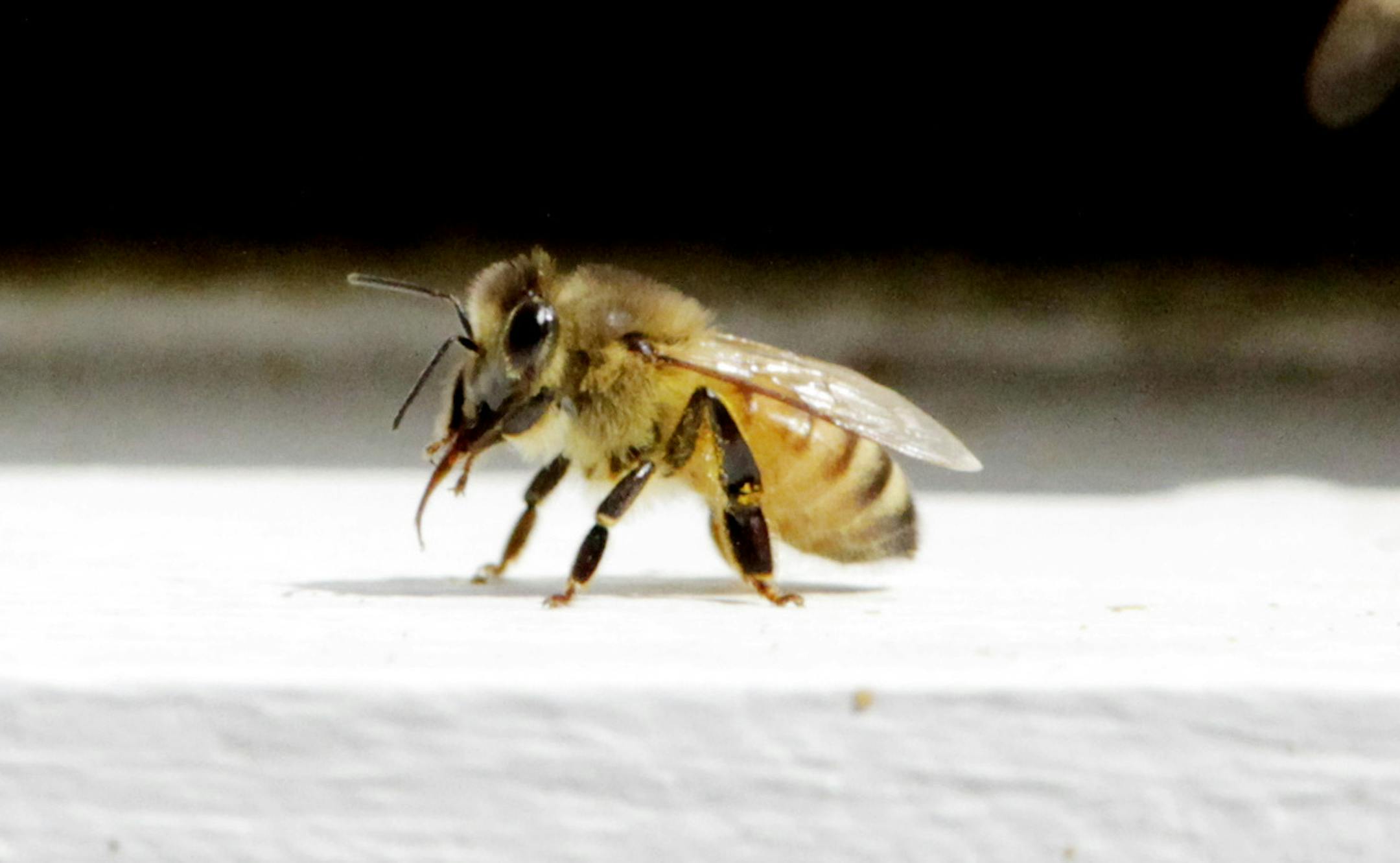 Bees come and go from a bee hive in West Bath, Maine.