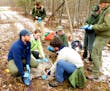 Tom Gable, left, and crew last May finished putting a GPS collar on a sedated wolf. The animal was coming out of the fog, and the team was preparing t