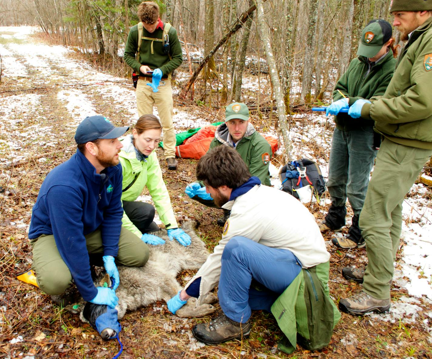 Tom Gable, left, and crew last May finished putting a GPS collar on a sedated wolf. The animal was coming out of the fog, and the team was preparing to release it.