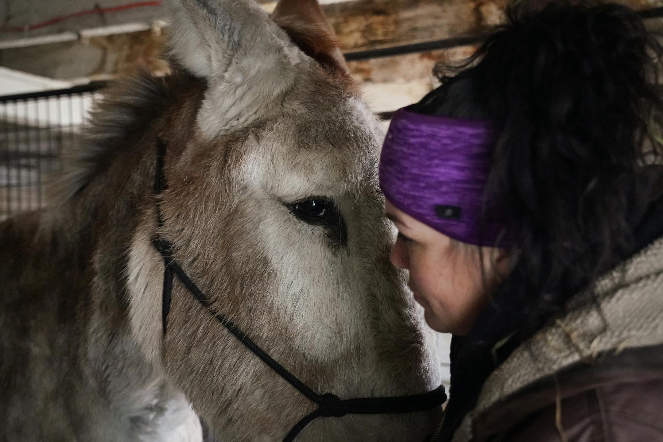 Toby the mammoth donkey lovingly nicknamed 'the giraffe' because of his long legs and spots on his fur, gets a reassuring look of love from Kym Garvey during a veterinary checkup.