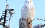 Snowy Owls call home, report on travels