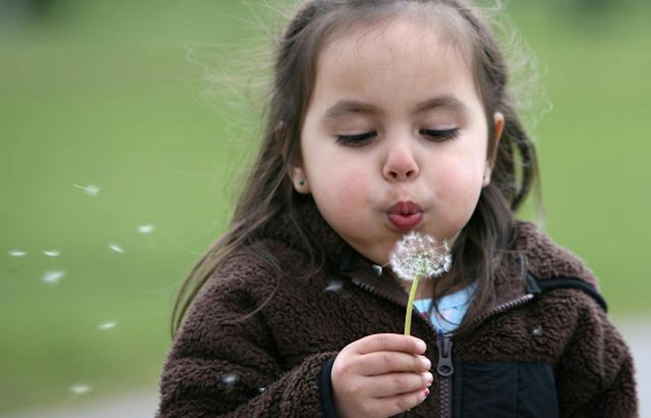 In this Tuesday, April 13, 2010 picture, Isabel Valencia, 3, sends some seeds of a dandelion scattering in the wind at Evergreen-Rotary Park in Bremerton, Wash.
