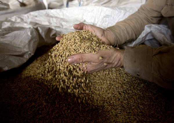 In this Wednesday, March 2, 2016 photo, farmer Ken Migliorelli shows off dried barley before it is malted, at his family's farm in Red Hook, N.Y. Migl