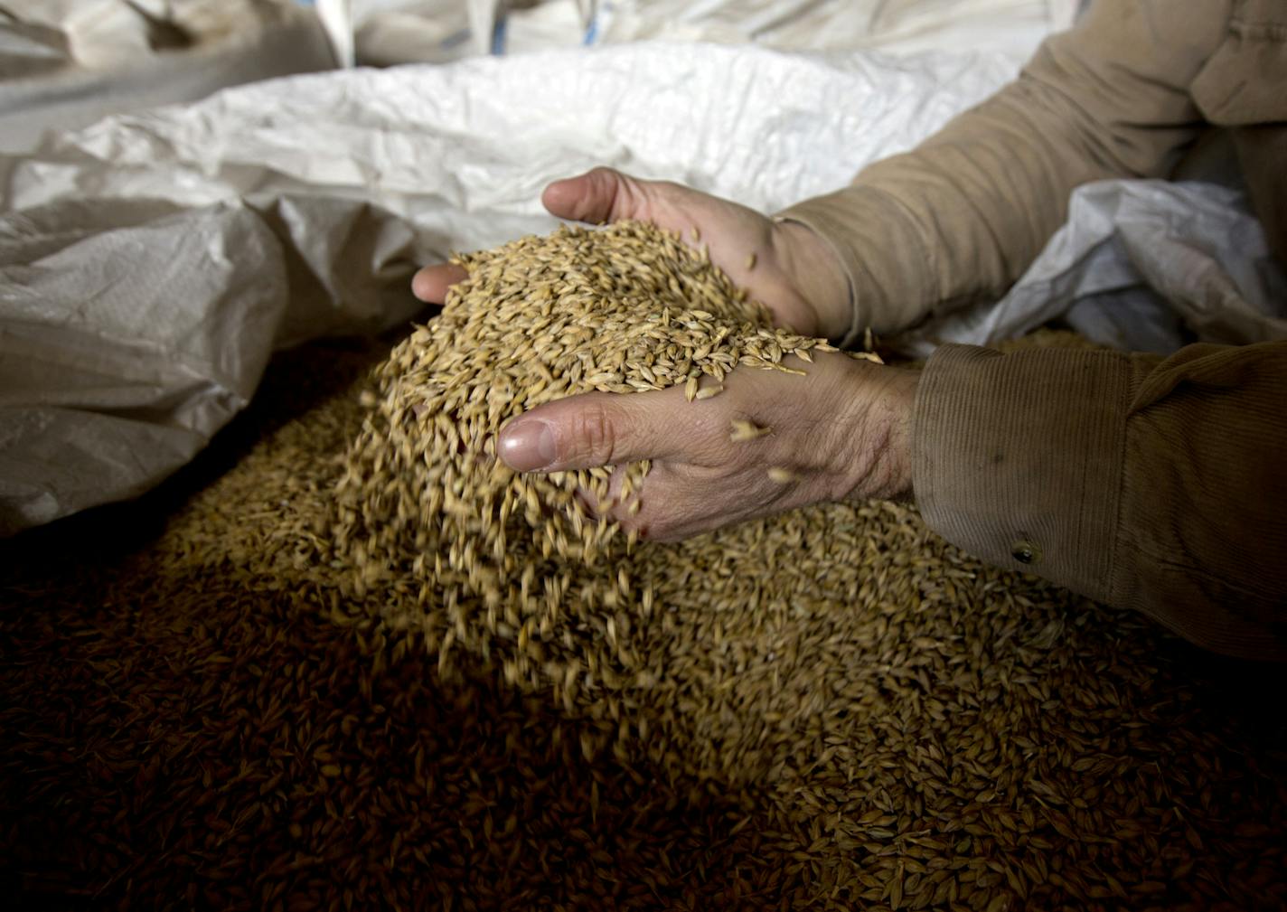 In this Wednesday, March 2, 2016 photo, farmer Ken Migliorelli shows off dried barley before it is malted, at his family's farm in Red Hook, N.Y. Migliorelli, who owns the fruit and vegetable farm where From The Ground brewery is located, said his well-draining sandy soil is ideal for growing malting barley. (AP Photo/Mike Groll) ORG XMIT: NYMG303