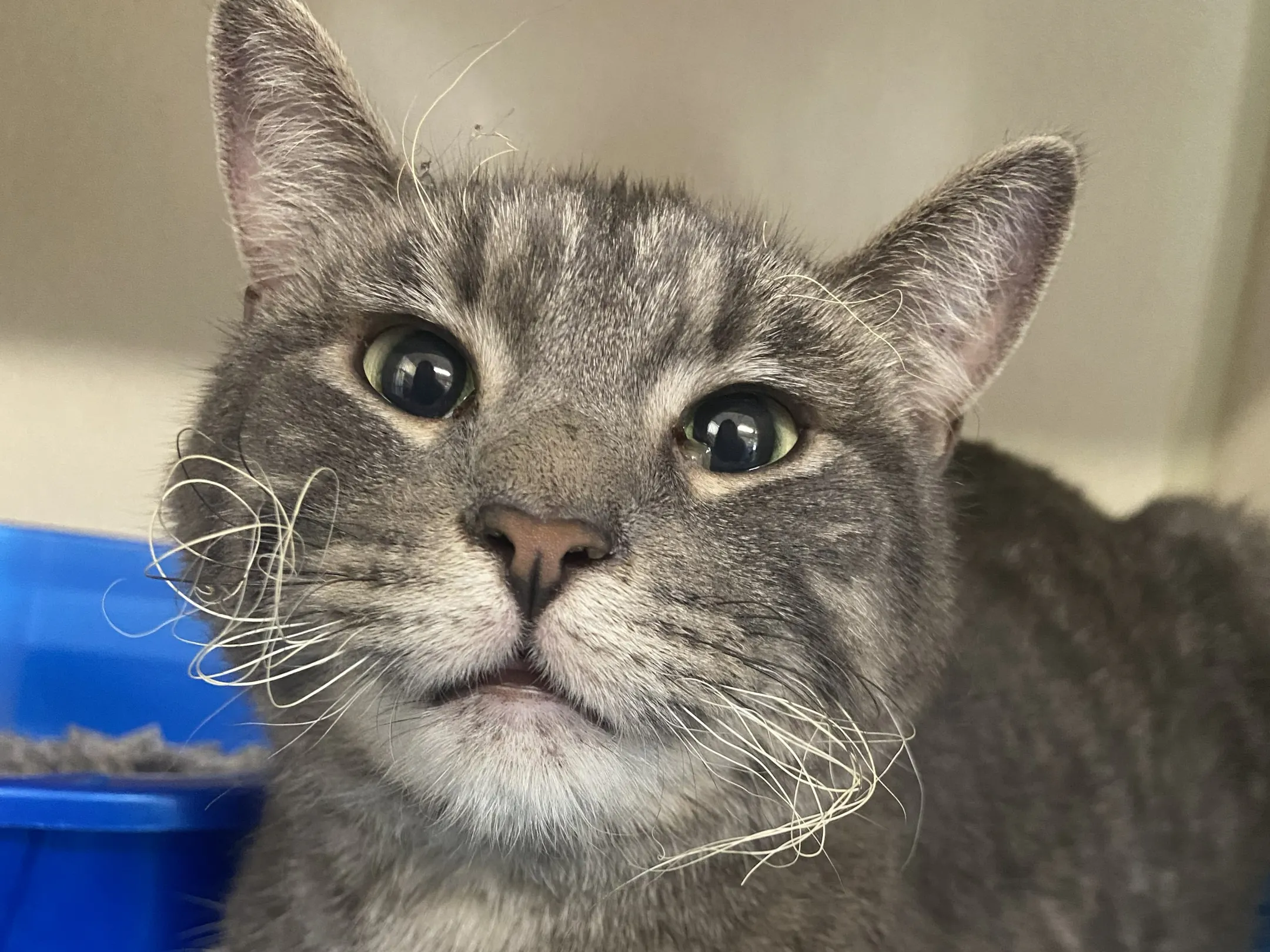 Neighbors step in after fire destroys St. Francis Kitten Rescue, kills ...