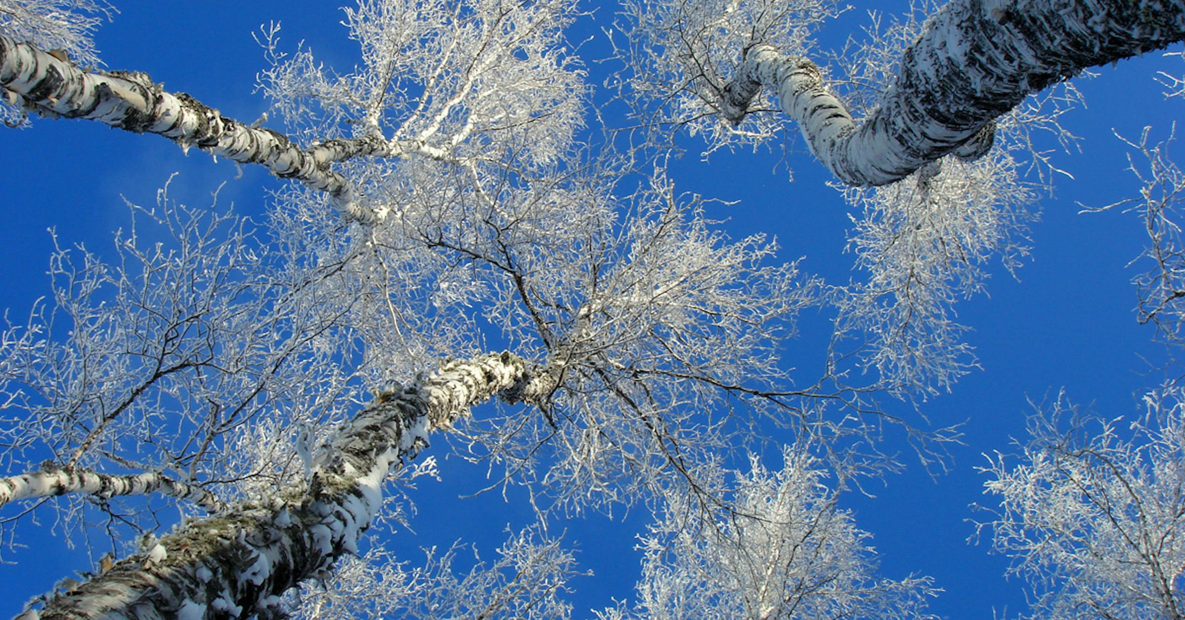 Tree Explode From Cold Can trees explode from extreme cold?