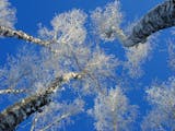 Frosted Birch trees reach for the sky on a bitter cold morning in December. ] Minnesota -State of Wonders, Arrowhead in Winter BRIAN PETERSON • brian.peterson@startribune.comGrand Marais, MN 2/14/2014