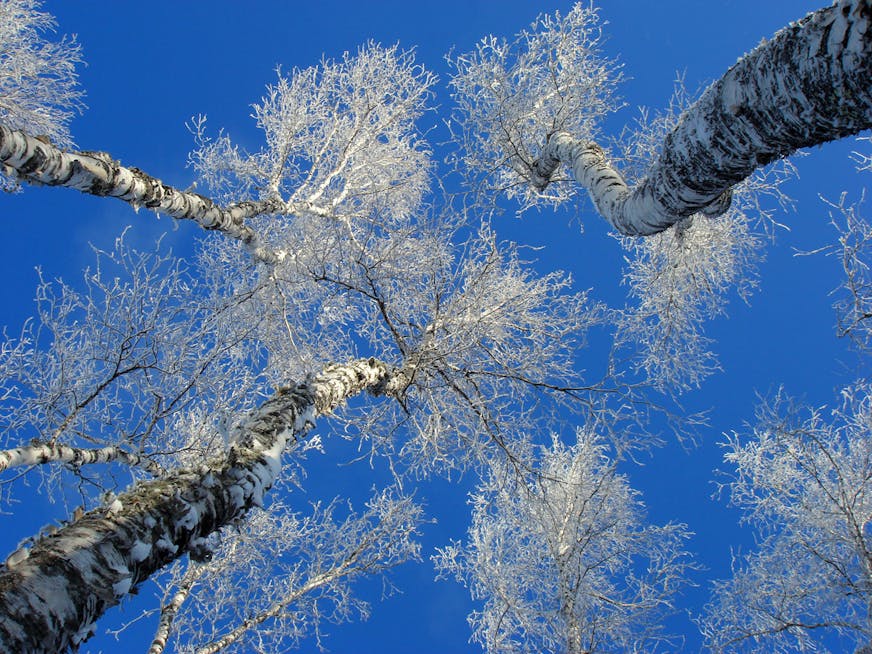 Frosted Birch trees reach for the sky on a bitter cold morning in December. ] Minnesota -State of Wonders, Arrowhead in Winter BRIAN PETERSON • brian.peterson@startribune.comGrand Marais, MN 2/14/2014