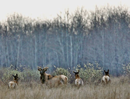 Elk in Kittson County