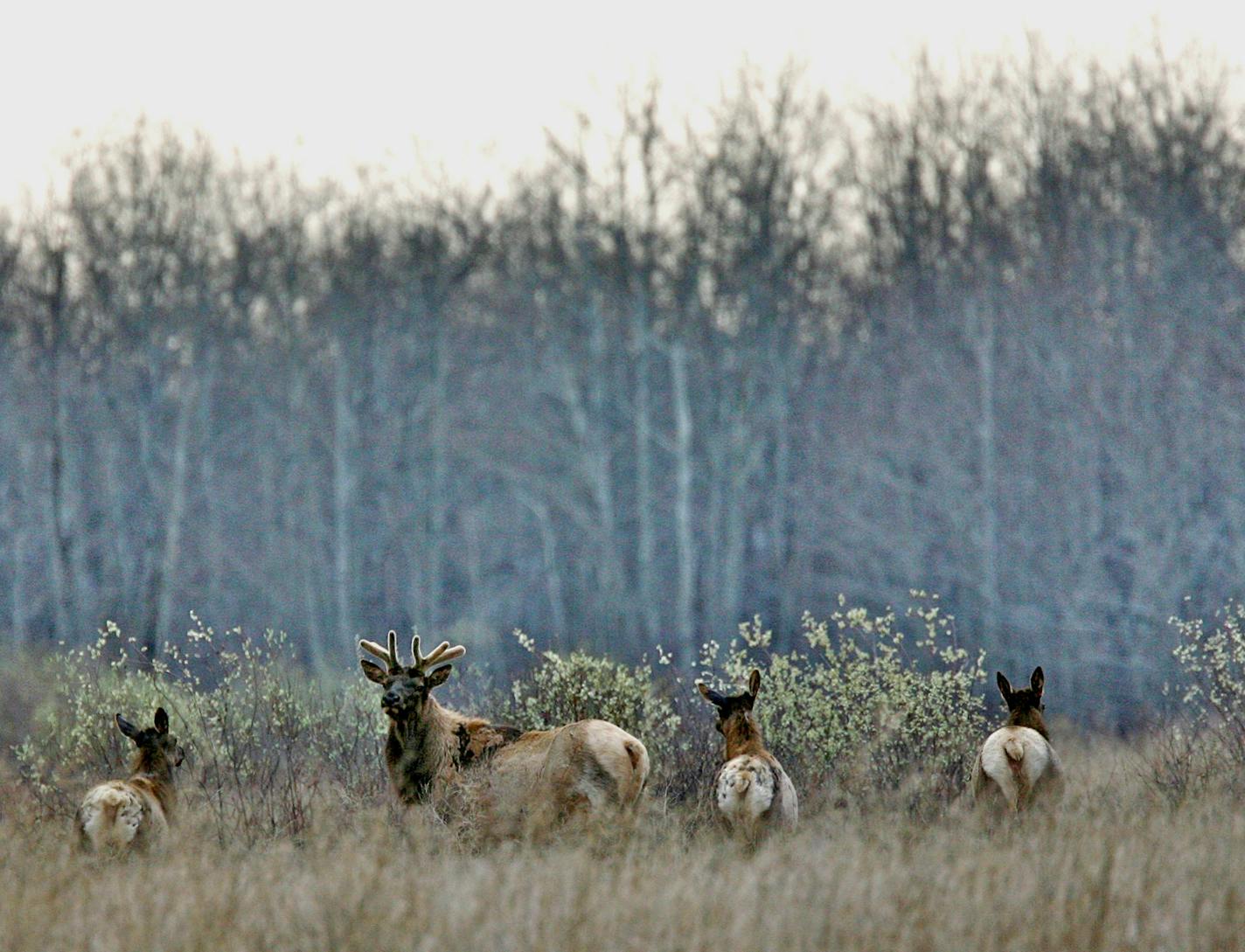 Elk in Kittson County