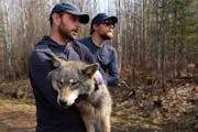 Voyageurs Wolf Project lead Tom Gable and field biologist Austin Homkes carry a sedated male yearling wolf, O6C, from the Half-Moon pack to be fitted 